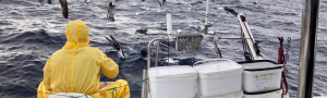 NORAVES II. Ecoloxía trófica e mortalidade accidental de aves mariñas na ZEPA Corredor Migratorio Galaico-Cantábrico Occidental e a súa relación coa actividade e o recurso pesqueiro