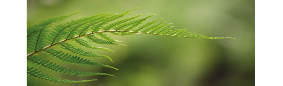 Conectando con la Naturaleza. Taller de fotografía