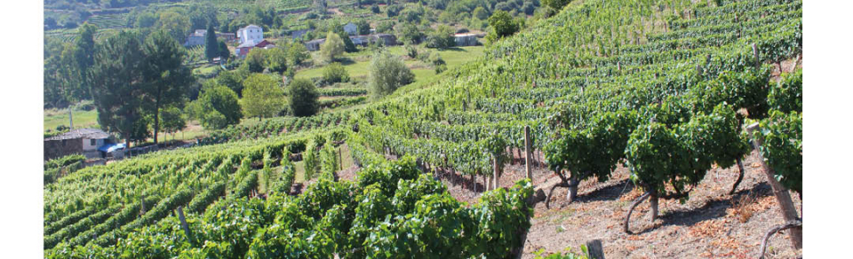 Encontro Axenda 2030: O Cultivo da Vide nas Reservas da Biosfera