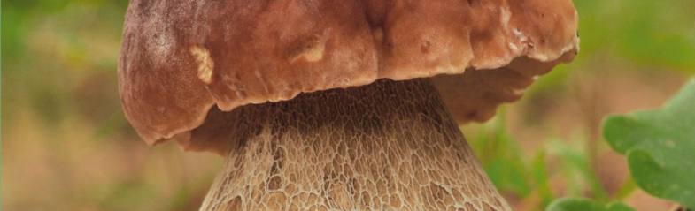 Presentación do libro 'Guía micolóxica básica da provincia de Lugo' 